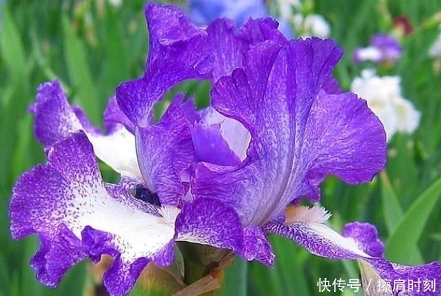 鸢尾花|家里养上4种花，人养花，花也养人，漂亮大气，花色漂亮