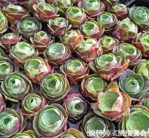 公认难养的4种高颜值多肉，谁养谁后悔，能养好的都是高手！