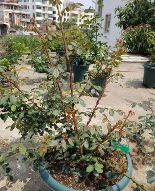 月季花株型总是长不好?学会正确的打顶方法株型长的正!