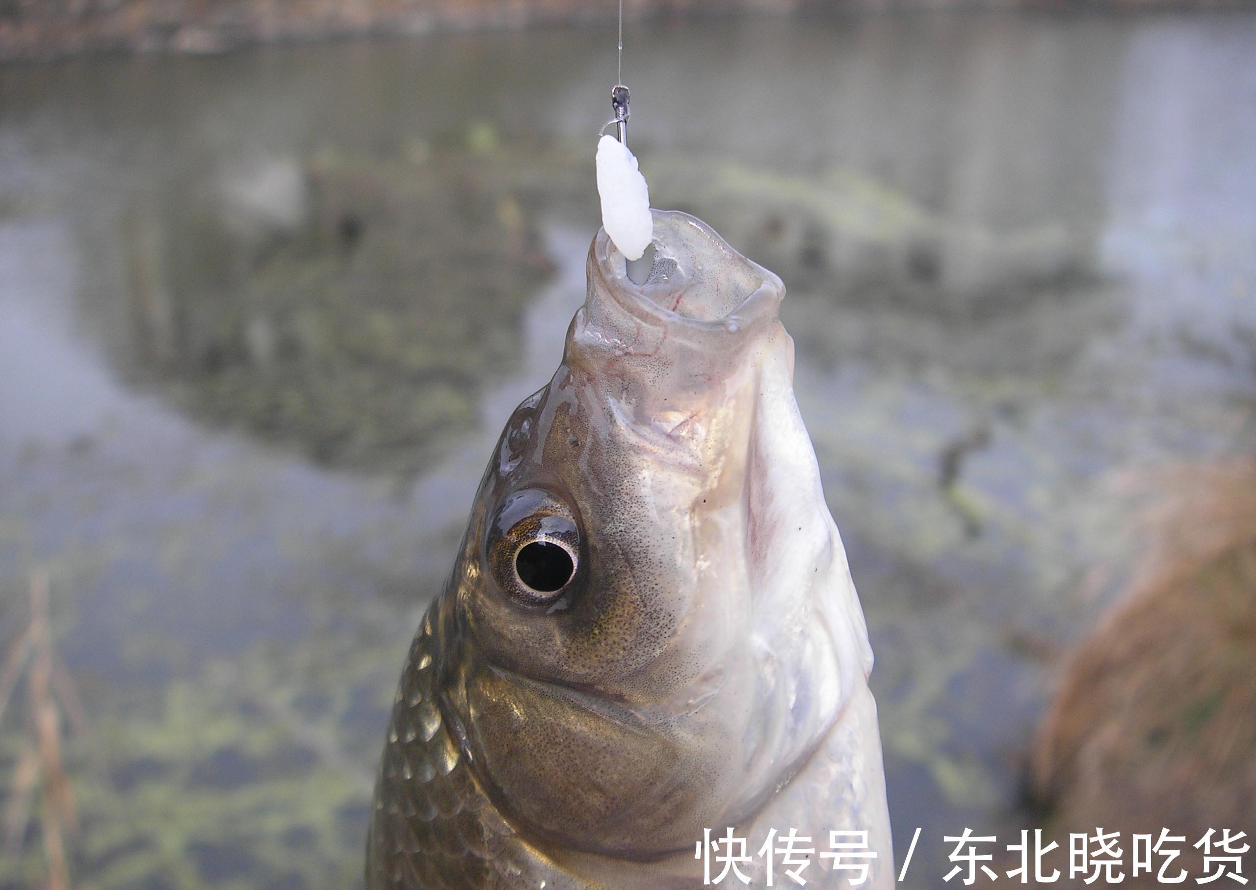 进窝迹象明显,鱼口却一直不好,到底是什么原因导致的