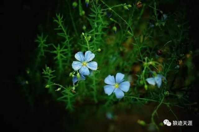 五月廿四 · 亚麻花开|农历中国 | 亚麻花