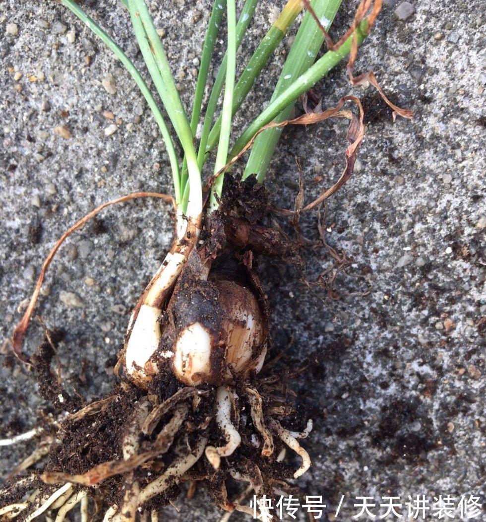 养花|不会养花就养它,皮实耐看,色彩丰富,阳台再小也能养