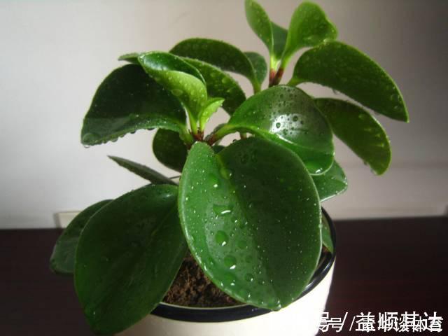 垂盆草|养花技巧6种花扔土里就能活,养死了算你厉害