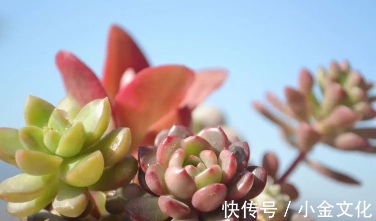 以阳光为滤镜,蓝天为背景,期待拥抱春天,拥抱自然!