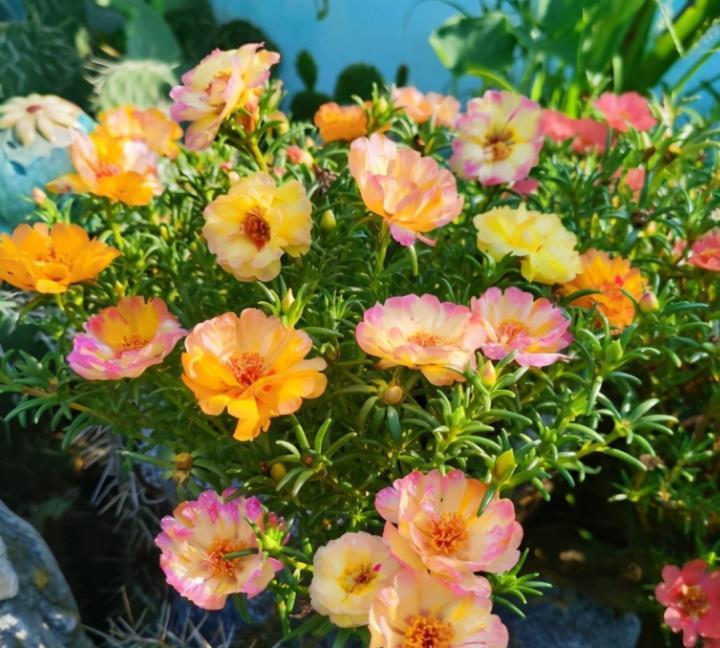 秋天|天气转凉,建议扦插6种花,温度“适宜”利于生根