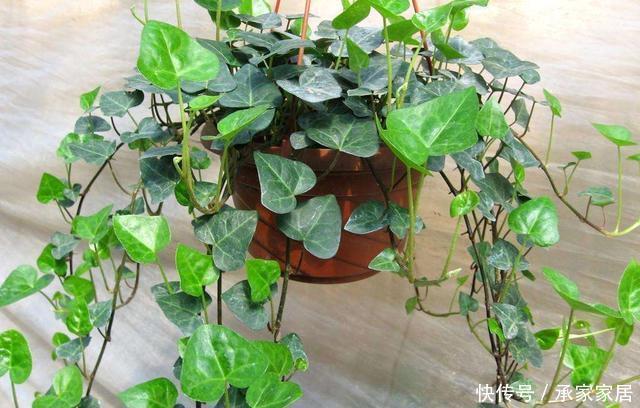 植株|3种耐晒的绿植盆栽,养在空调房,净化空气颜值高