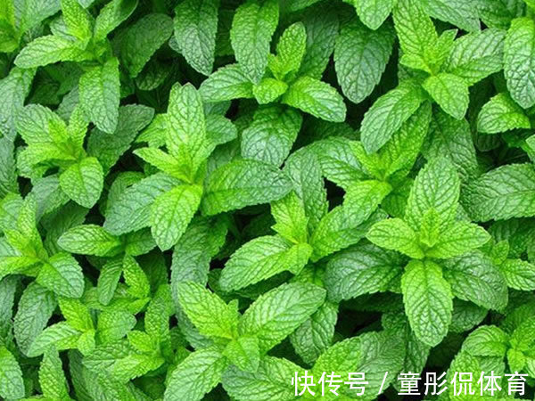 薄荷|养花要学老中医,选5种花养家里能“养人”,都有多种功效