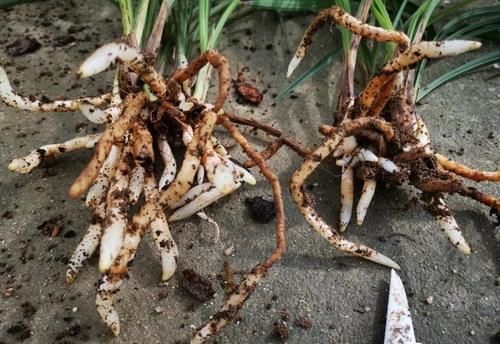 营养土的自制方法,兰友说:这样就简单了,明天开始做