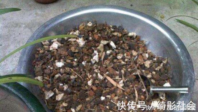 叶子|好土才能养好君子兰，3种“废物”搭配，不花一分钱，根系长满盆