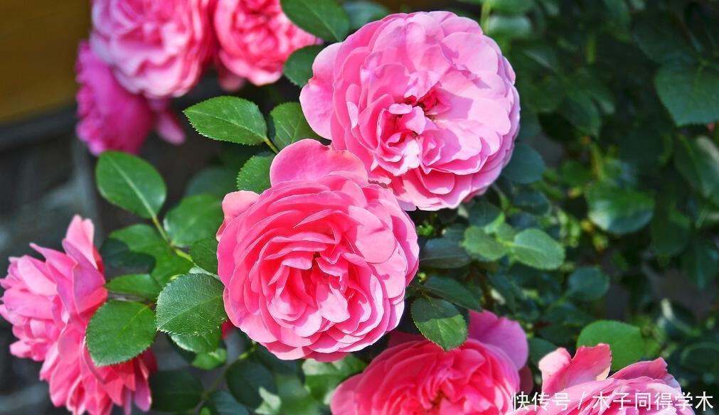 封闭阳台这几种花最好不要入手，因为实在不好养