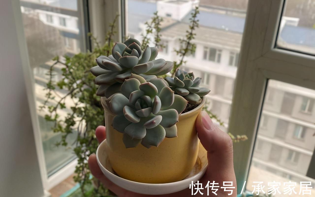 颜色|蜜桃格林,阳台上控养效果很明显的多肉,叶片短而圆,颜色粉嫩