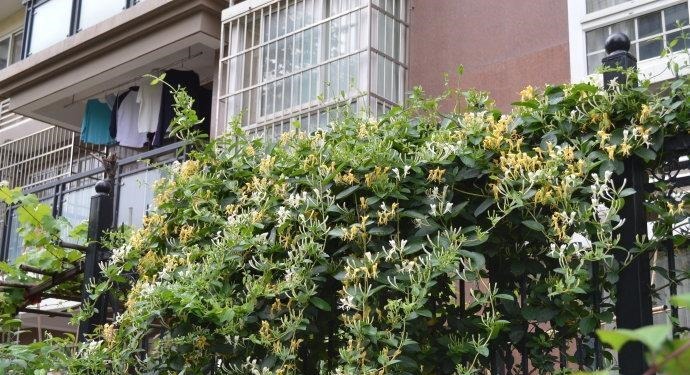 金枝玉叶|命里“多金”的5种花,寓意好又贵气,家里养一盆,带来好运气