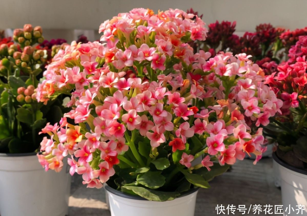 长寿花4月养护技巧，让它长满侧芽，叶片大又绿，秋季满头花苞