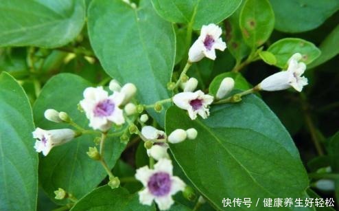 南方一种臭藤,叶子有鸡屎味,却成极品野菜,民间常用来煲汤!