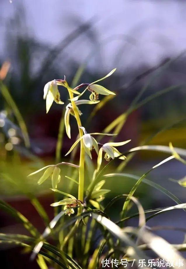 兰花养不好，主要是这5个原因，做好这几点，叶片葱绿花苞多