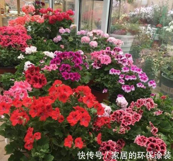 长春花|盘点10款漂亮花，号称“开花机器”，一开就是300天，适合新手
