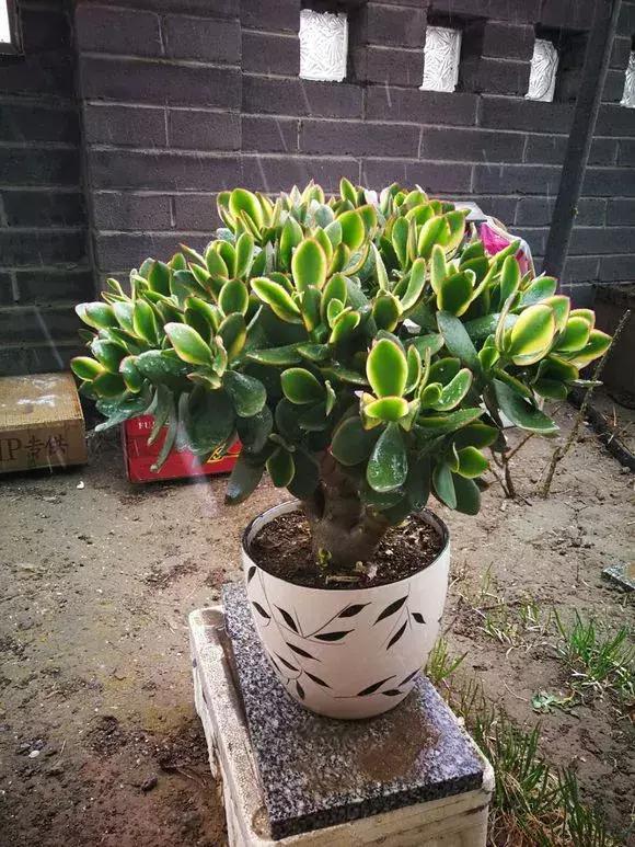5种多肉“养不死”,1个月不浇水照样爆盆,5年养出“大老桩”