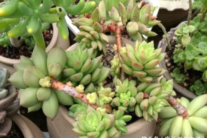 青丽|养多肉只知黄丽不知青丽?那你落伍了,它们是长得十分雷同的多肉