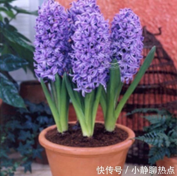 植物|在花盆里撒点它，盆栽植物花卉蔬菜，20年都健壮不生病！