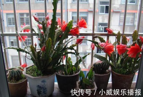 秋初盆栽蟹爪兰,怎么换盆土好遵循4步要求,茎叶花开成簇