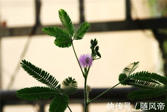 郁金香|十大不能家养的植物 最香的花可以导致神经衰弱