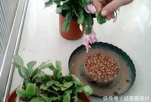 抓住春天扦插季,剪一个花枝,落地就生根,繁殖一堆小花苗