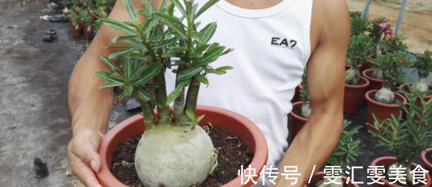 沙漠玫瑰“八爪根”如何养?教你正确做法,来年长出大粗腿,真牛
