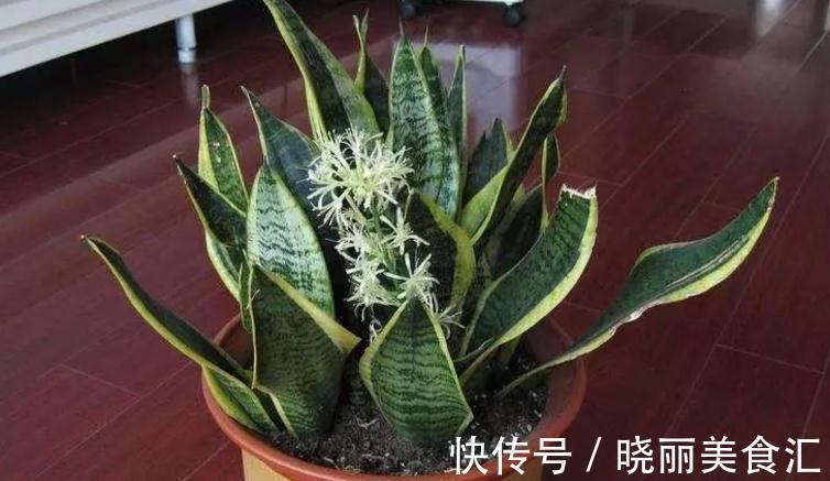 卧室里养花，怕植物和人争氧，睡眠越来越差，不如就试试这4样