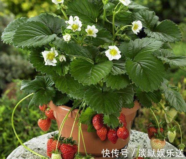 盆栽养花,不如养“草莓”,盆边挂满几十个,好吃的流口水!