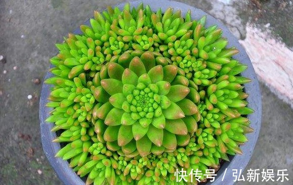 “瓦松”就该这么养,叶片更“肉”更绿,能够蹭蹭“爆满盆”