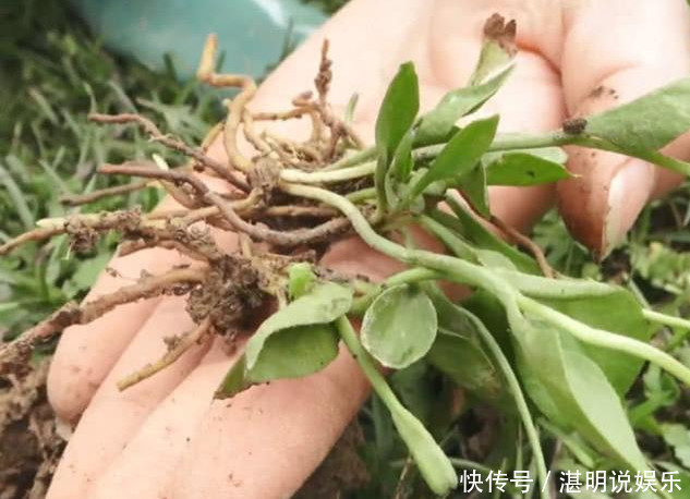 野菜|农村一种“天价”野菜,一斤要卖上百块,还是稀罕物,你认识吗