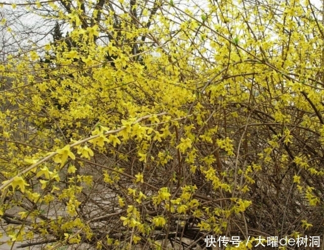 帮你忙|油脂性皮肤烦恼多,巧用这种叶子就能帮你忙,不仅祛痘还去肺火