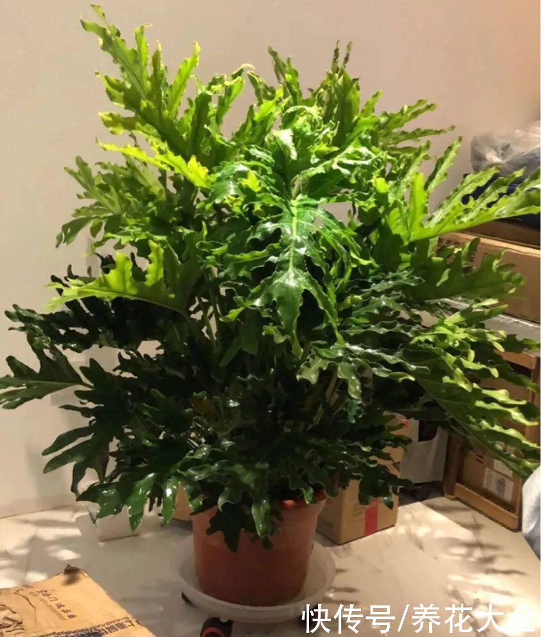 琴叶榕|大叶子耐阴花，室内一定养，叶子比脸大，真凉快