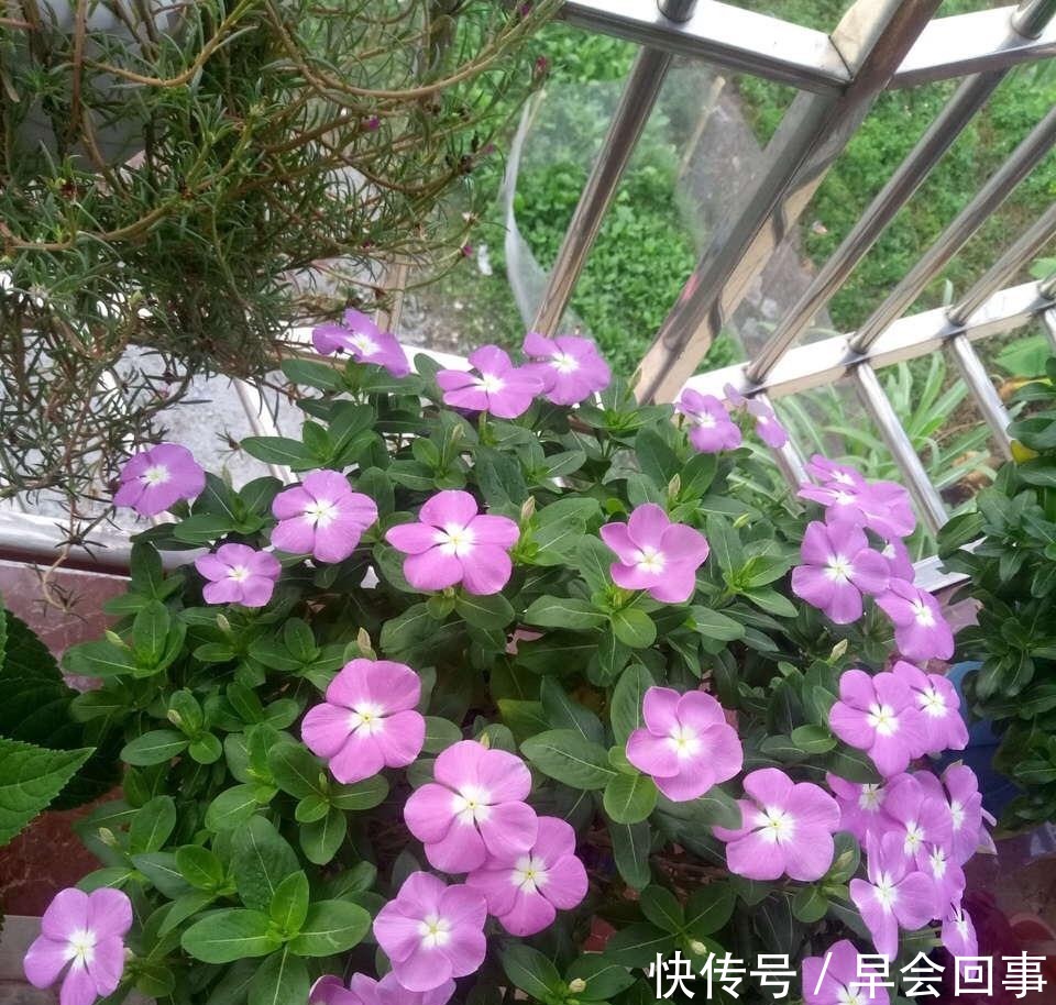  漂亮的花朵|养这6种花，家里全年都是“小花园”，花朵一茬又一茬的开！