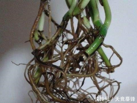 根系|花盆里埋点这东西,绿萝叶子绿的出油,跟手掌一般大!