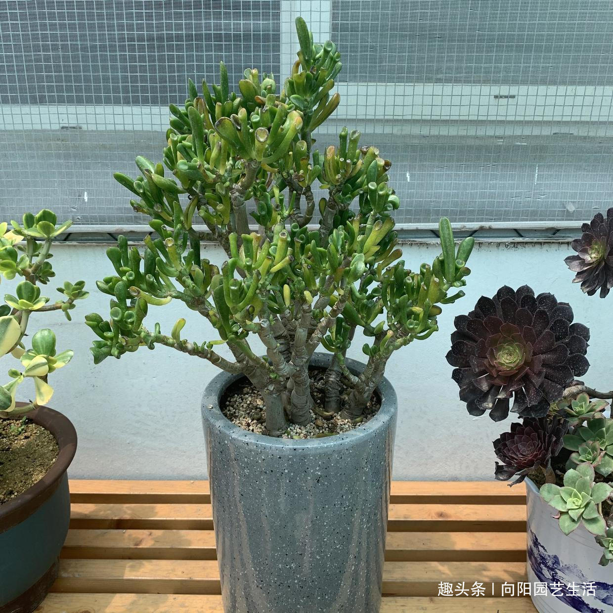 多肉|7年的吸财树,养成“高价盆景”,给辆车都不换,当成传家宝