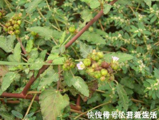 根叶|玉米地里长了一种天然“皮炎平”,专治各种皮肤病,遇到请珍惜!