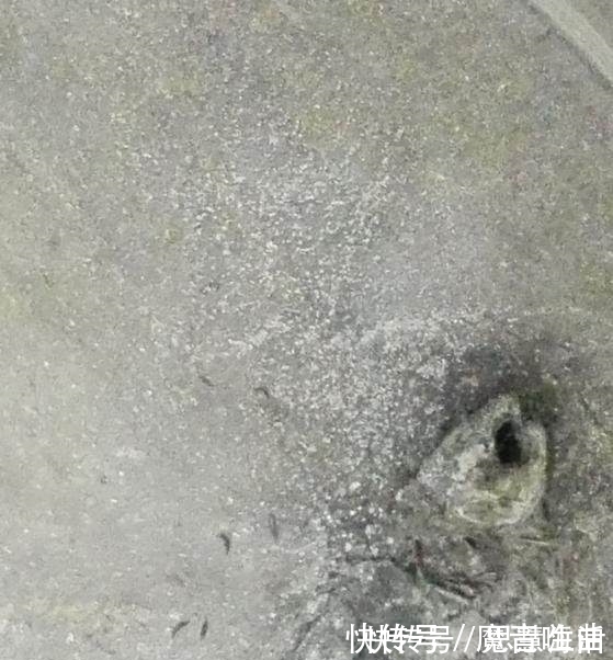 回宿舍一看两个月没换水的鱼这样了，鱼：你随意我先干了