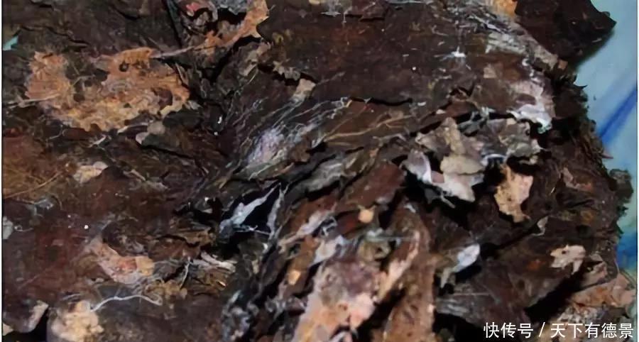 营养液|多肉植物施什么肥料,多肉6种常用肥料