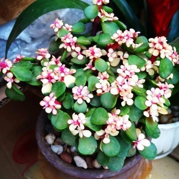 金枝玉叶开花了,真花长这样,很多人没见过