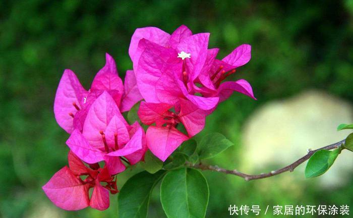 植株|三角梅开花不整虚的,只要你用对方法,北方也能满枝头花苞