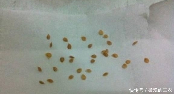 养几株对身体好的花草，除了欣赏，还能食疗，堪称阳台小药箱