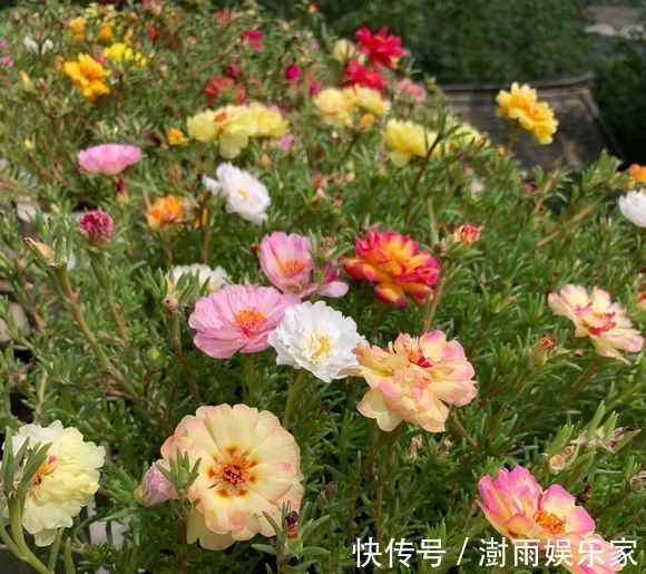 爆盆期|夏天扦插首选“太阳花”,随便插一插,一个月迎来盛花爆盆期