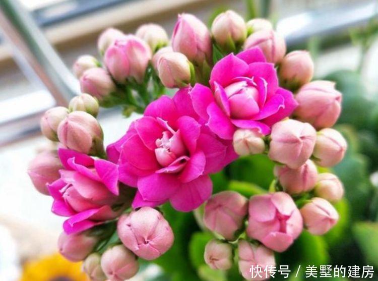 光照|4种花养家里,人养花,花也养人,开花量大,花开枝繁叶茂