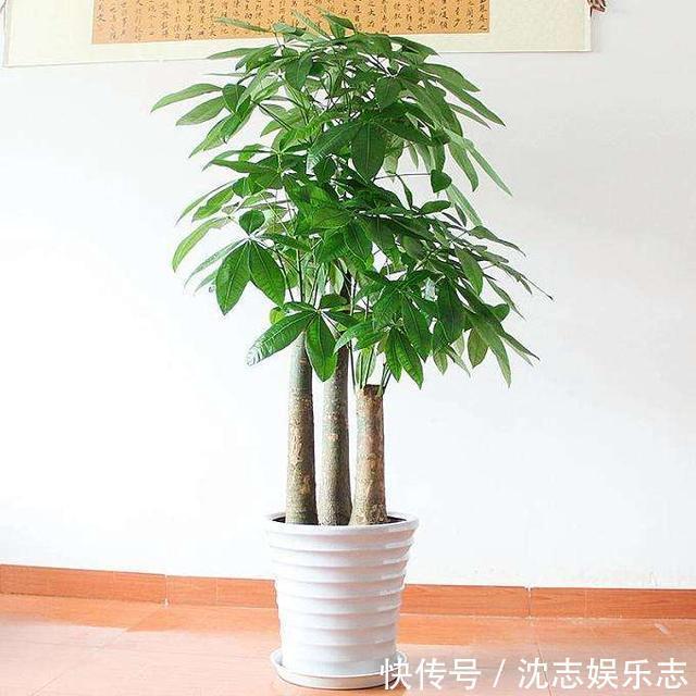 大肚子|4种“懒人花”，记住一个“旱”字，就能盆盆爆，开花真好看！