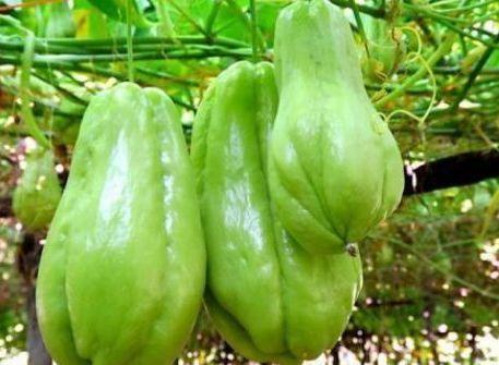 营养|人到中年常吃的四种食物，营养丰富，降压减脂，增强抵抗力