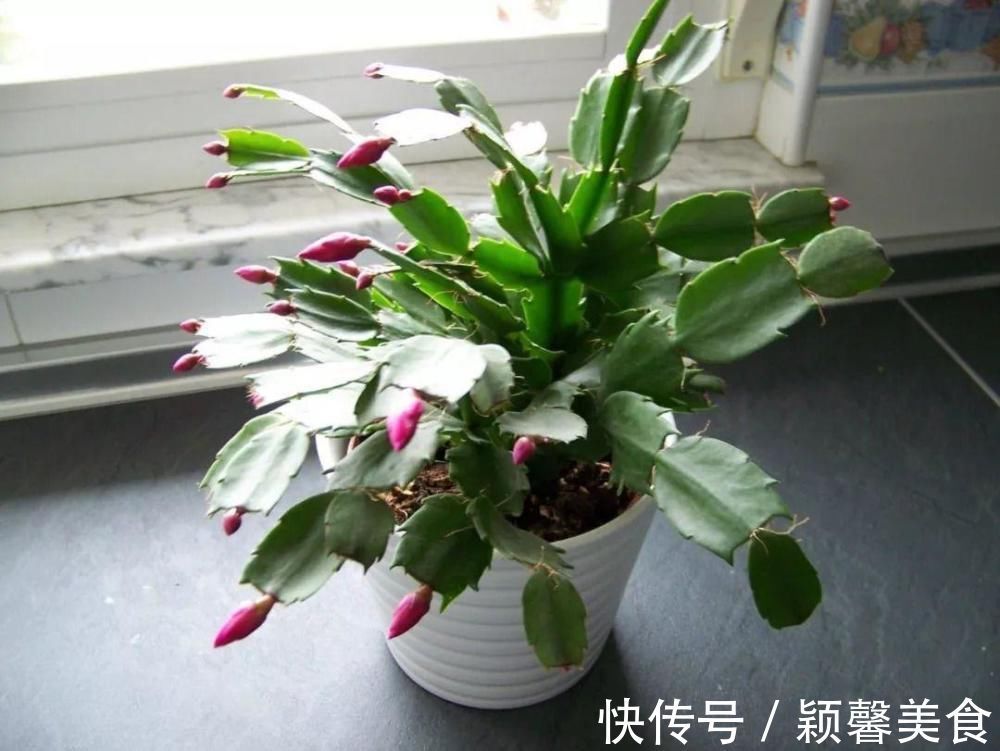 君子兰、蟹爪兰钟爱的这种水，冬天来一杯，花苞爆增