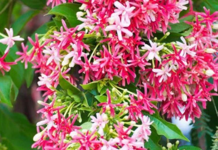 5种花漂亮又好养,比牡丹好看,花如名字一样美丽