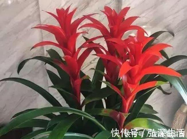 3种“旺运花”，吉祥添富贵，旺运又招财，财源滚滚