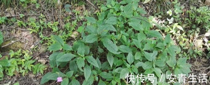 草药|这种能续筋接骨的草药,长在路边,竟无人认得,中医,真的式微了